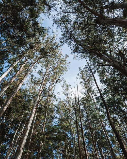 Free Explore the tranquility of a lush forest with tall eucalyptus trees reaching skyward in this nature scene. Stock Photo