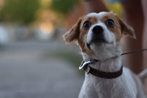 Darmowe zdjęcie z galerii z fotografia zwierzęcia, humor, jack russel terrier