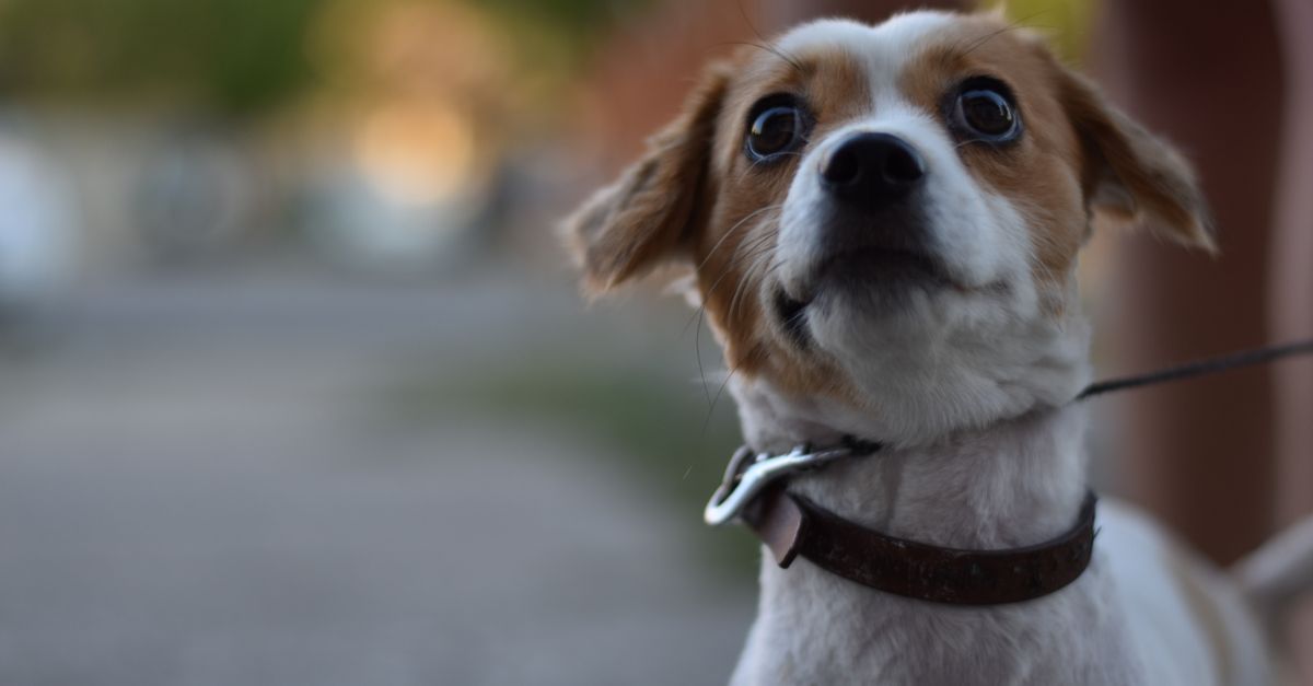 Jack Russell Terrier