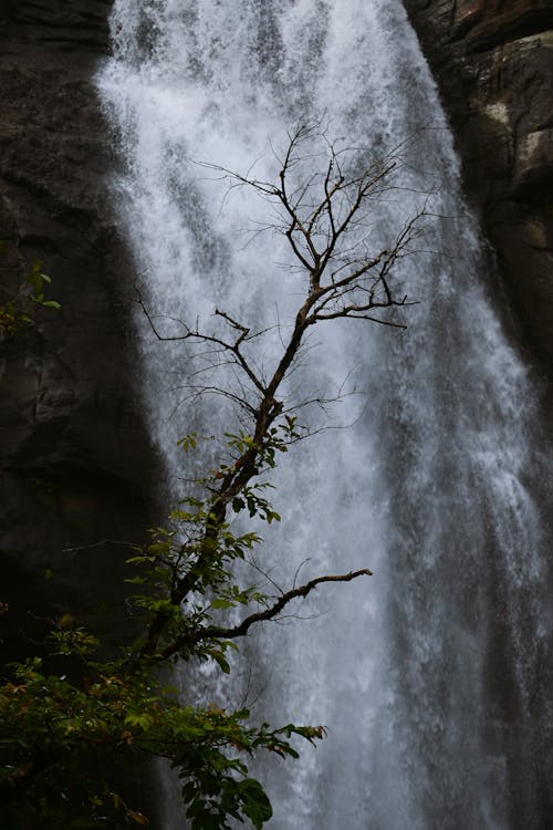 Foto d'estoc gratuïta de arbre, cascada, fluint