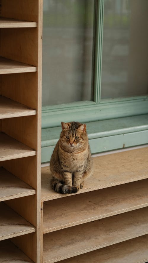 Cat Sitting on Furniture near Window