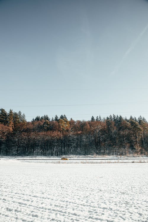 Snow on Plains with Forest behind