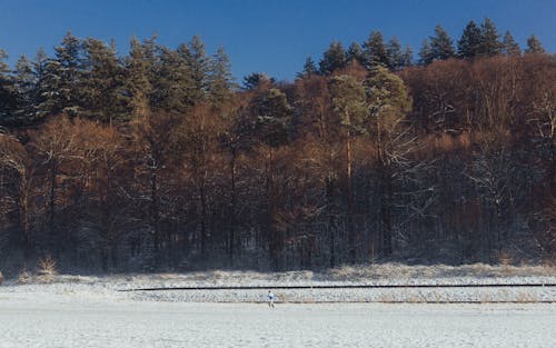 Gratis stockfoto met bomen, Bos, decor