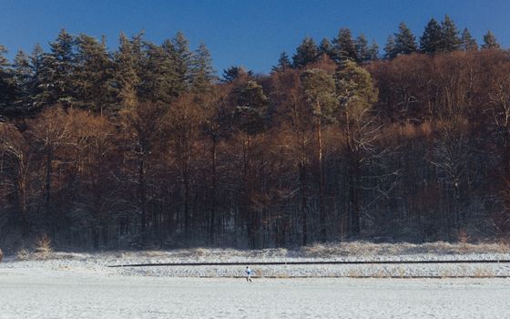 A lone runner traverses a snowy winter forest, surrounded by serene nature.