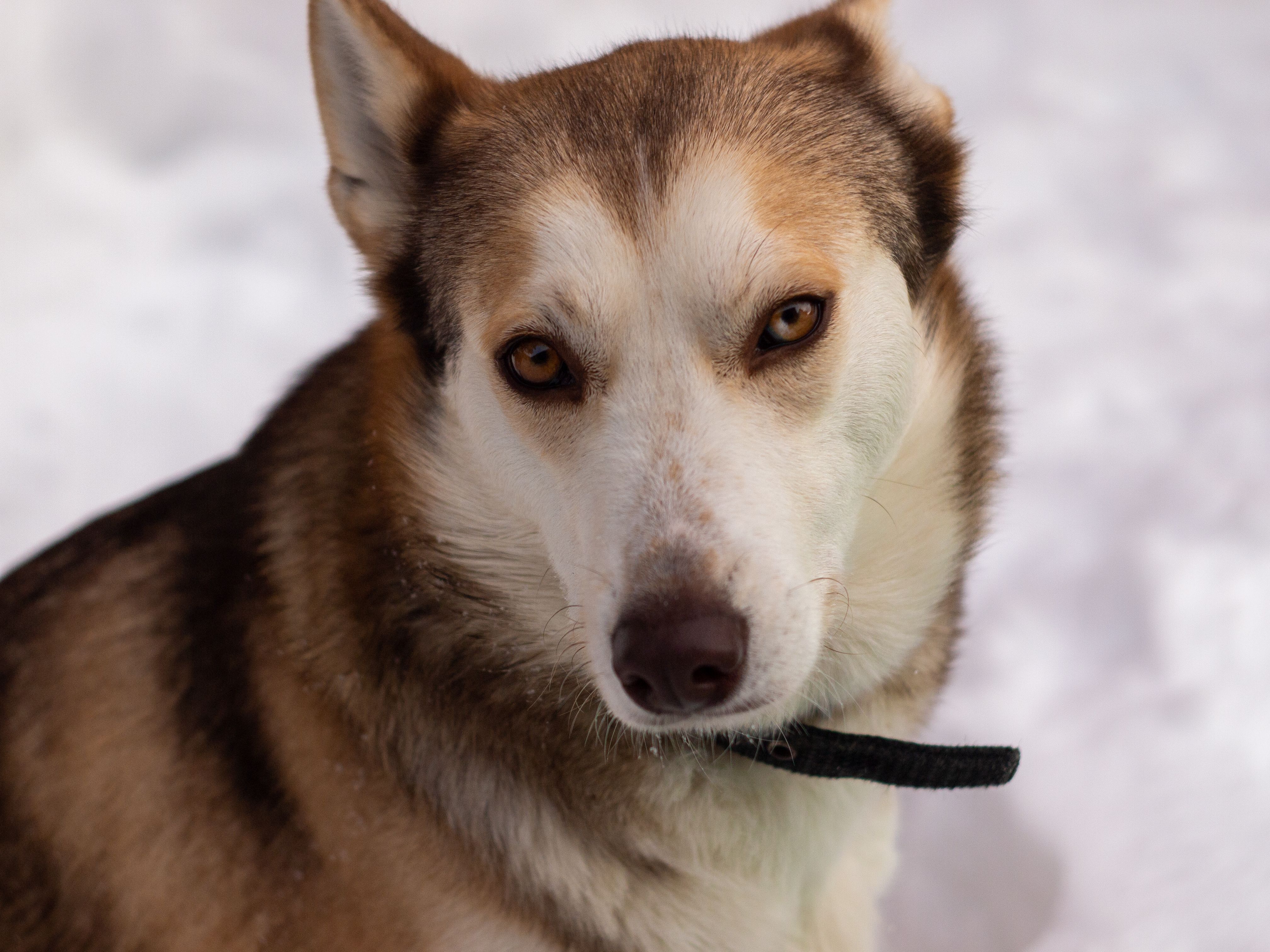The Best Pet Insurance in Alaska 2026 — Photo by Михаил Крамор on Pexels