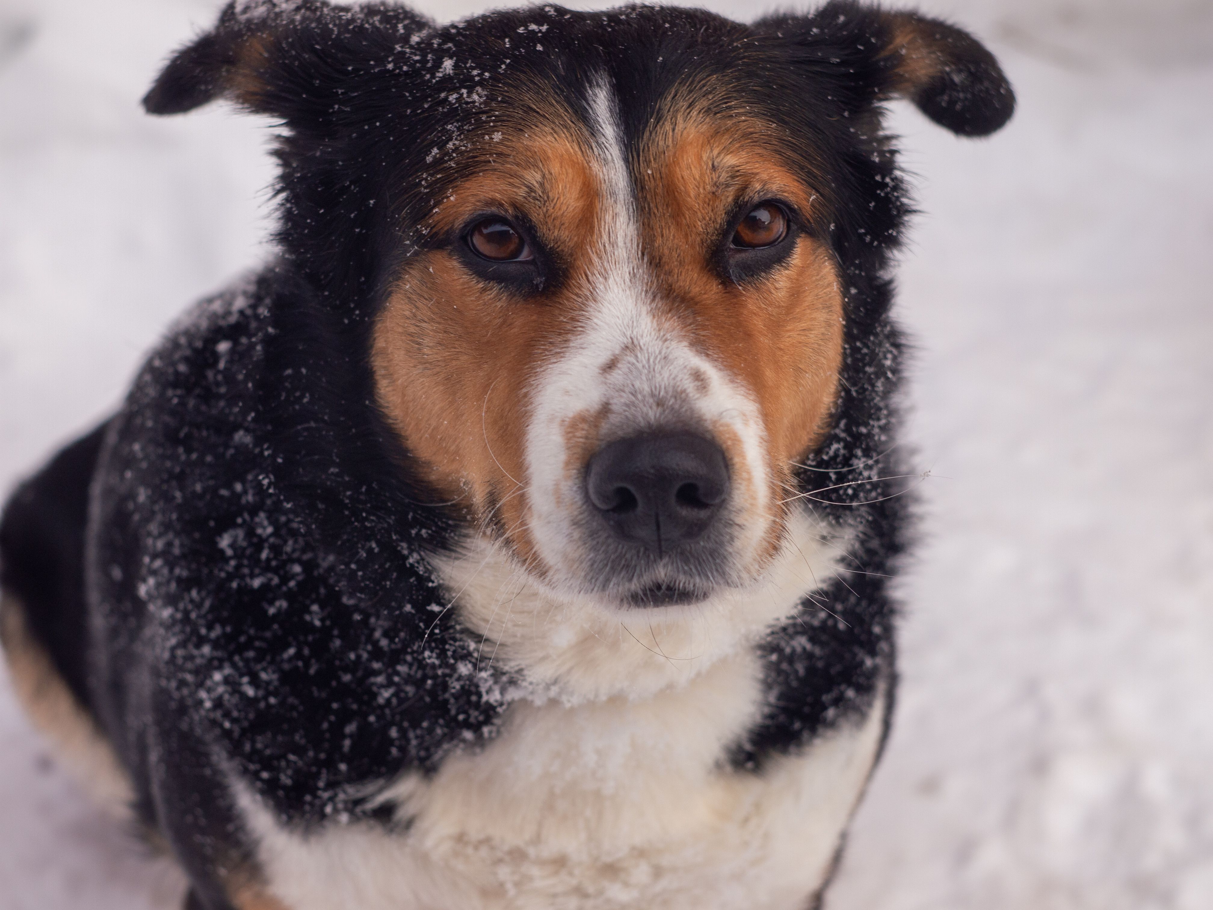 Calming Treats for Dogs: Expert Solutions to Manage Anxiety - Dog ...