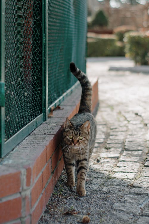Tabby Cat near Wall