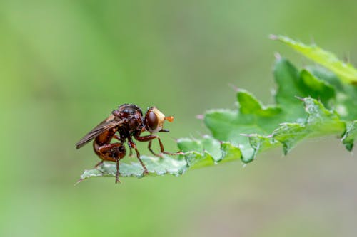 A fly is sitting on top of a leaf