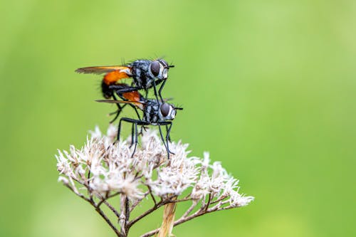 Flies Together on Flower