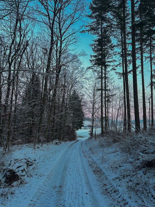 Foto profissional grátis de árvore coberta de neve, árvores cobertas de neve, caminho antigo