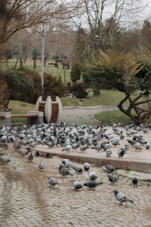 Free A large group of pigeons gathered on the pavement in a tranquil urban park. Stock Photo