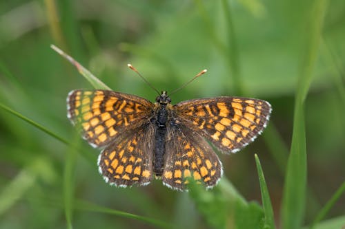 Fritillary Butterfly in Nature