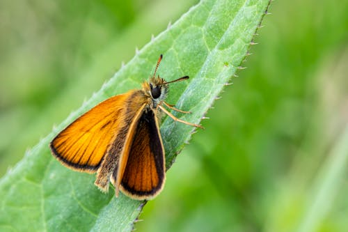 나비, 녹색 배경, 동물 사진의 무료 스톡 사진