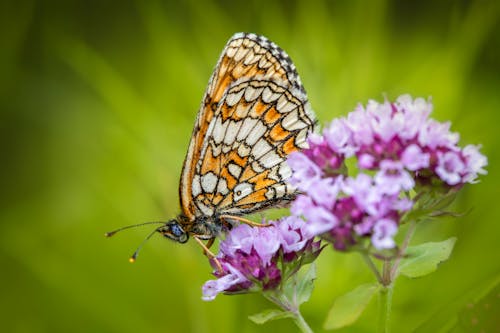 Fotobanka s bezplatnými fotkami na tému fotografie zvierat žijúcich vo voľnej prírode, kvet, motýľ