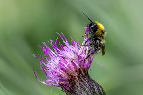 Foto profissional grátis de abelha, flor, foco seletivo