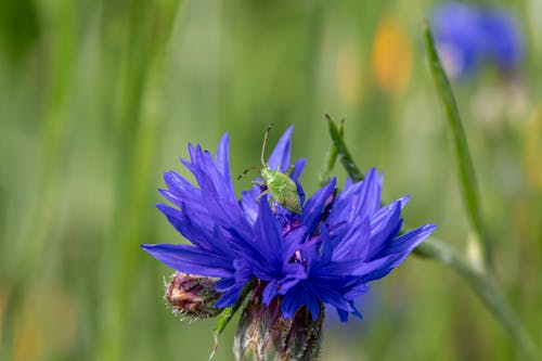 A green bug sitting on a blue flower