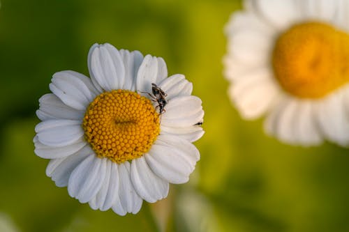 Insect on Daisy Flower 