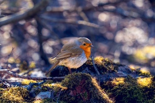 Close-up of a European Robin 