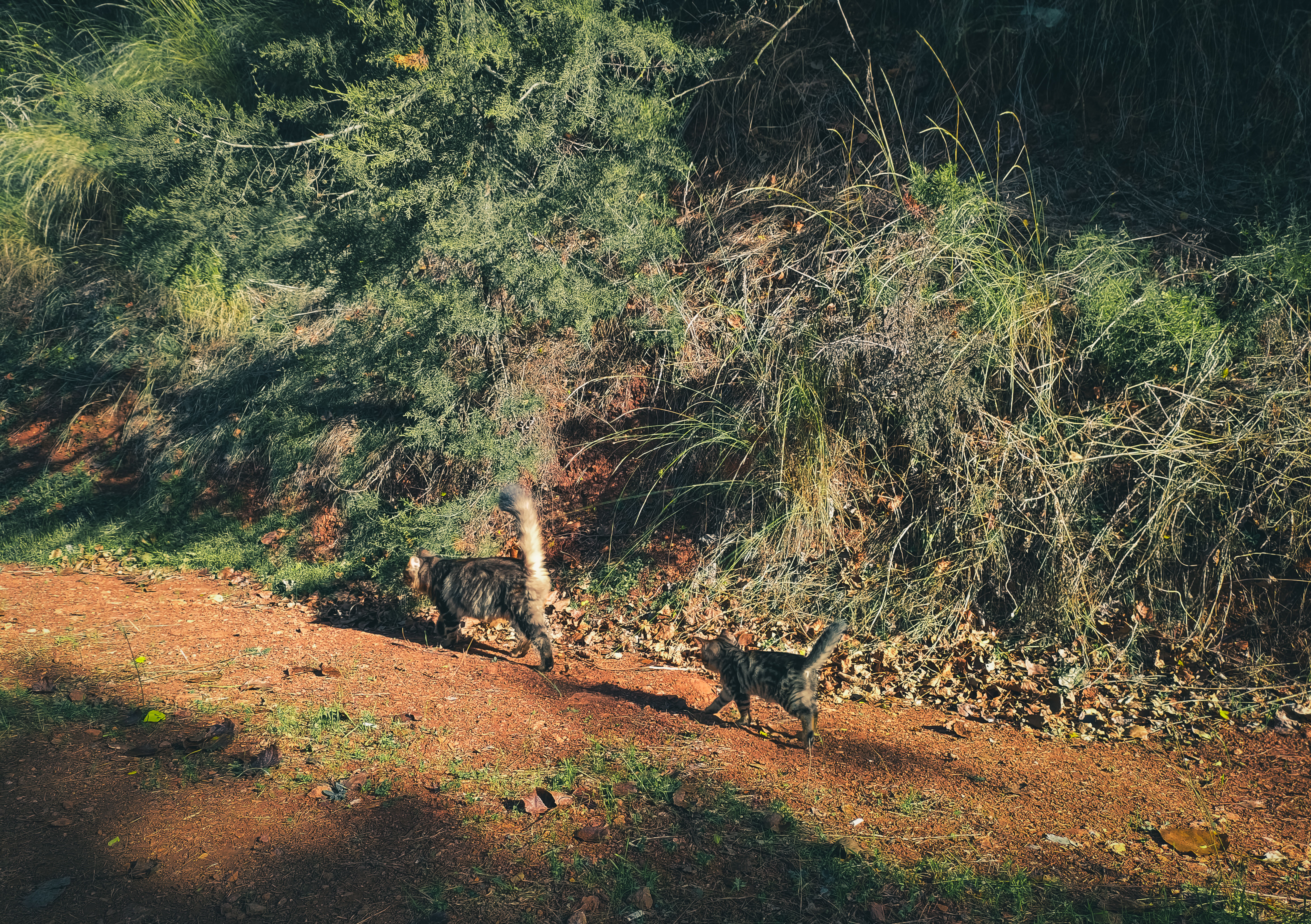 Two tabby cats stroll along a sunlit nature pathway surrounded by arid vegetation in Türkiye.
