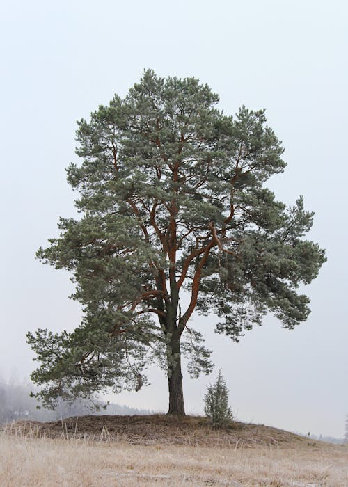 Single, Green Tree in Countryside