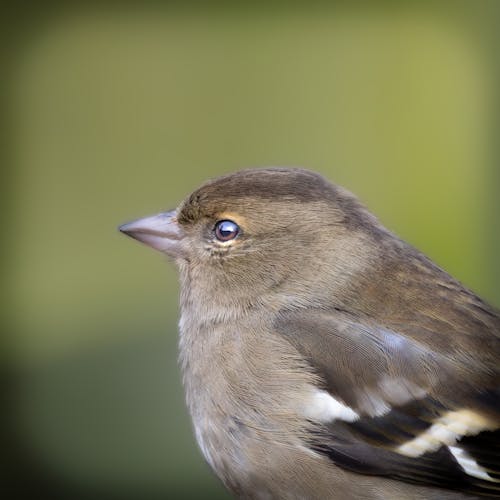 Small Chaffinch Bird
