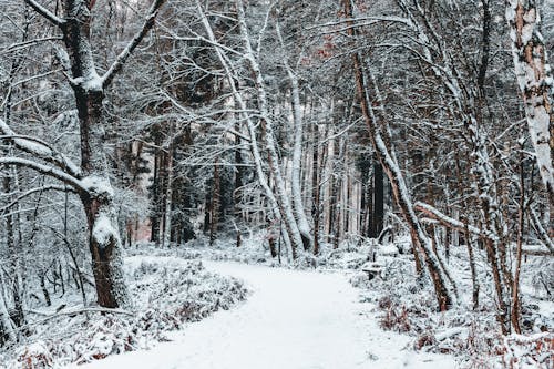 Foto d'estoc gratuïta de arbres, blanc, bosc