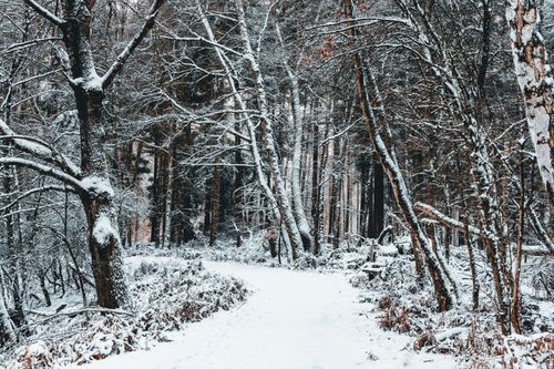 Free A serene snow-covered forest pathway during winter, surrounded by trees and a tranquil atmosphere. Stock Photo