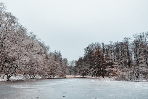 Бесплатное стоковое фото с деревья, зима, лед