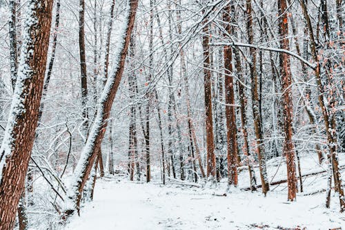 Foto d'estoc gratuïta de arbres, bosc, constipat