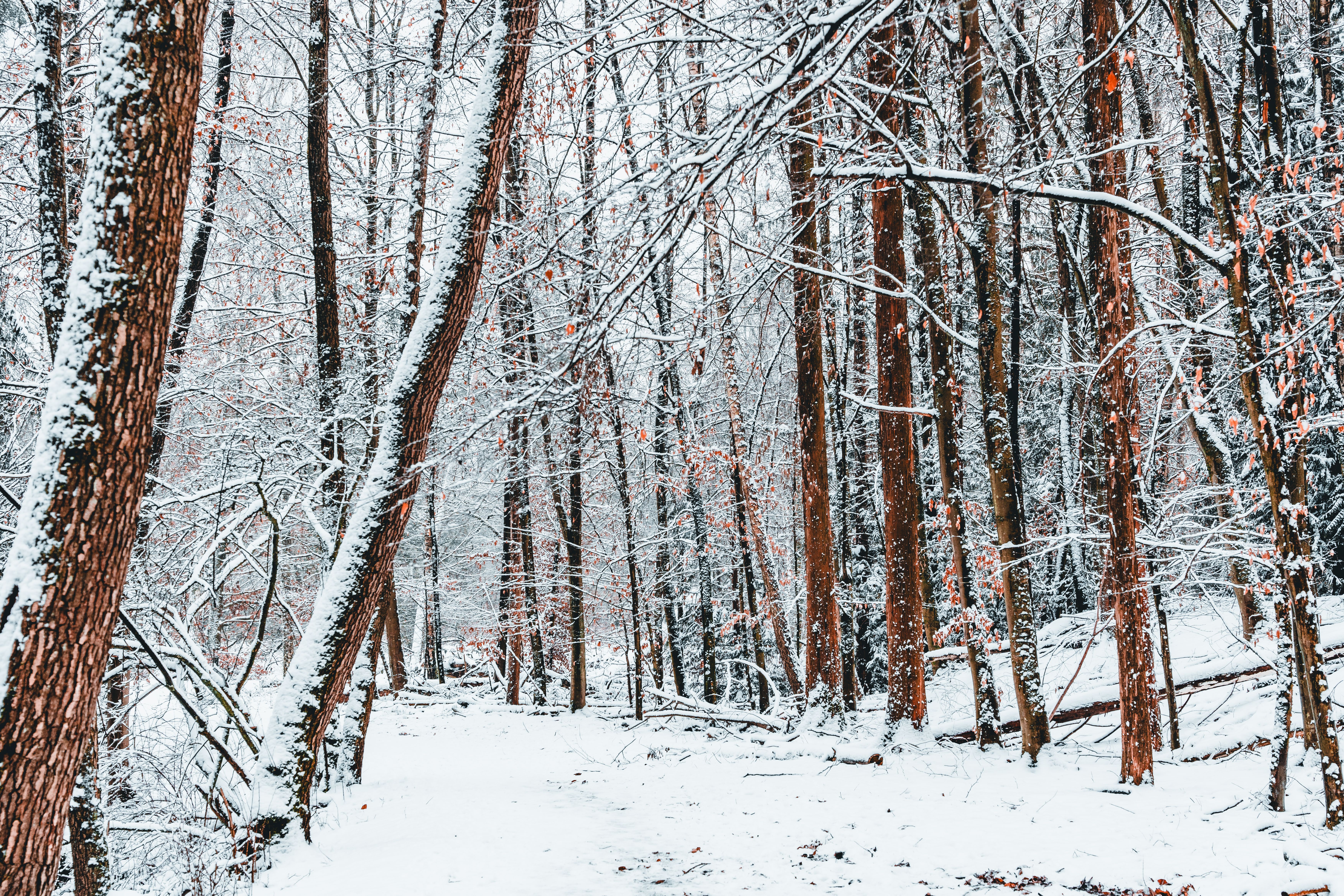 A snowy forest with trees and snow covered ground · Free Stock Photo