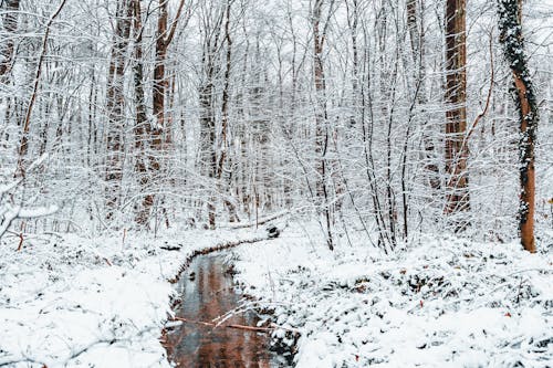 Základová fotografie zdarma na téma bílá, les, příroda