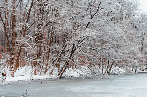 Trees over Frozen Lake in Winter