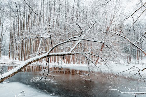 Frozen River in Forest in Winter