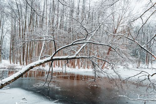 Free Captivating winter forest with snow-laden trees and a frozen river creating a serene atmosphere. Stock Photo