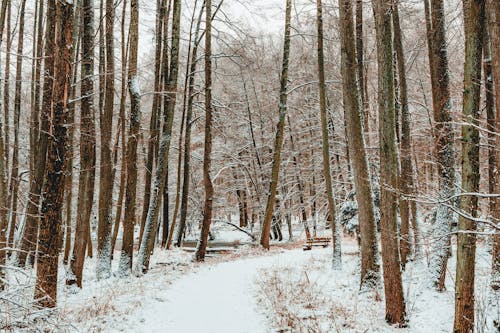 Path in a Forest in Winter 