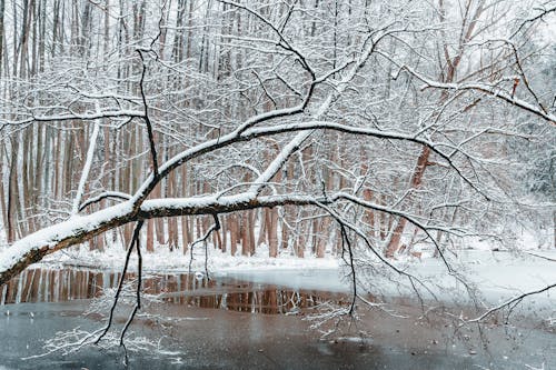 Snow on Tree over Lake in Winter