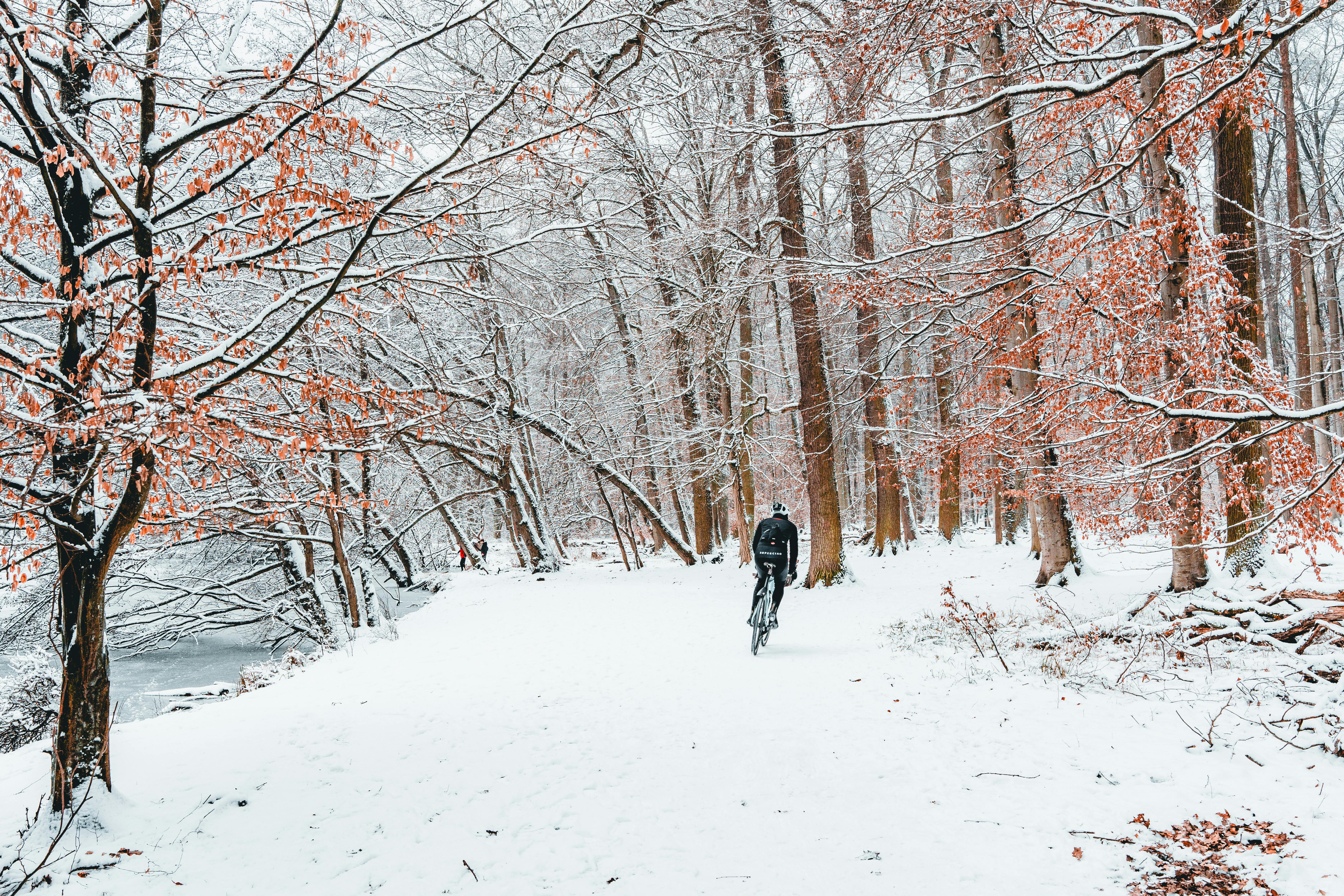 A lone cyclist rides through a serene snowy forest, embracing winter training amidst tall trees.