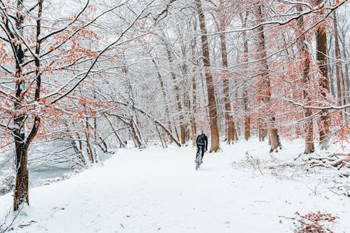 Foto d'estoc gratuïta de anant amb bici, arbres, bici