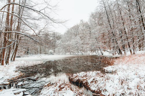 Lake in Forest in Winter