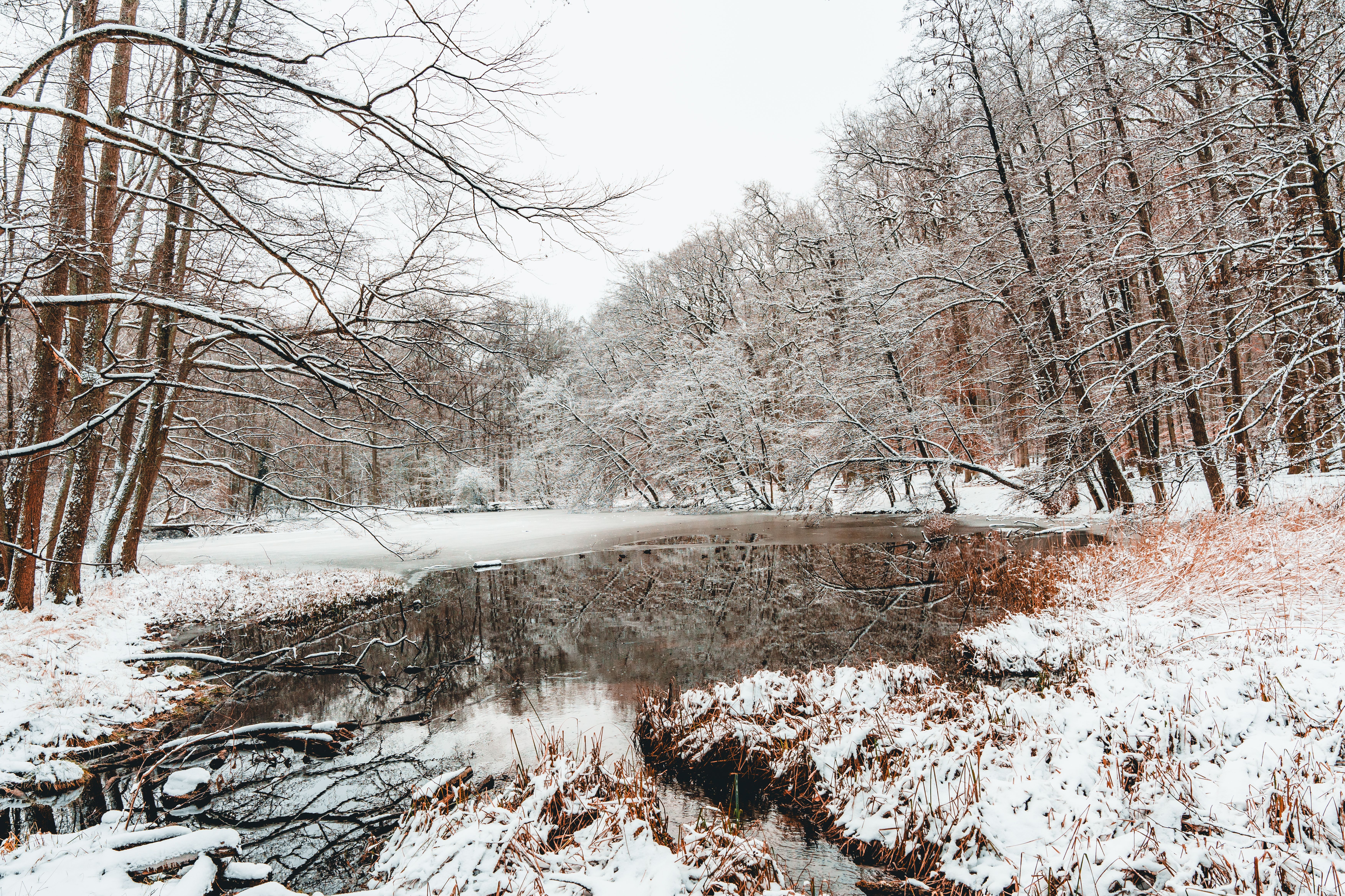 Lake in Forest in Winter · Free Stock Photo