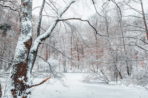 Бесплатное стоковое фото с белый, деревья, зима
