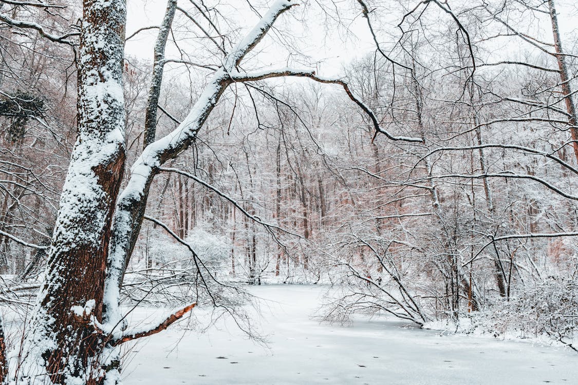 Trees around Frozen Lake in Forest