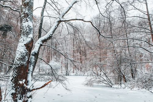 Free Peaceful winter landscape with snow-covered trees and frozen lake. Stock Photo