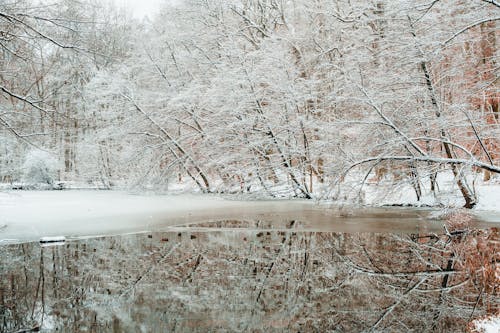 Lake in Forest in Winter
