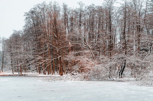 Frozen Lake in Forest in Winter