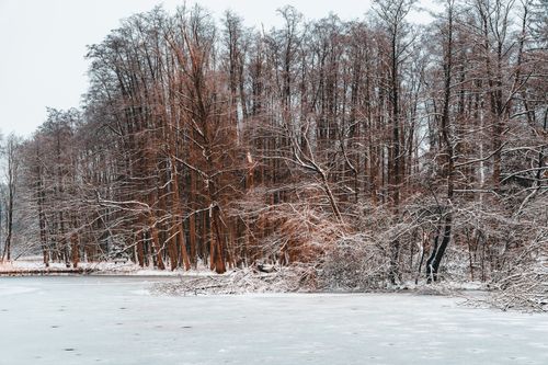 Free Peaceful winter landscape featuring a snow-covered forest and frozen lake, perfect for seasonal-themed images. Stock Photo