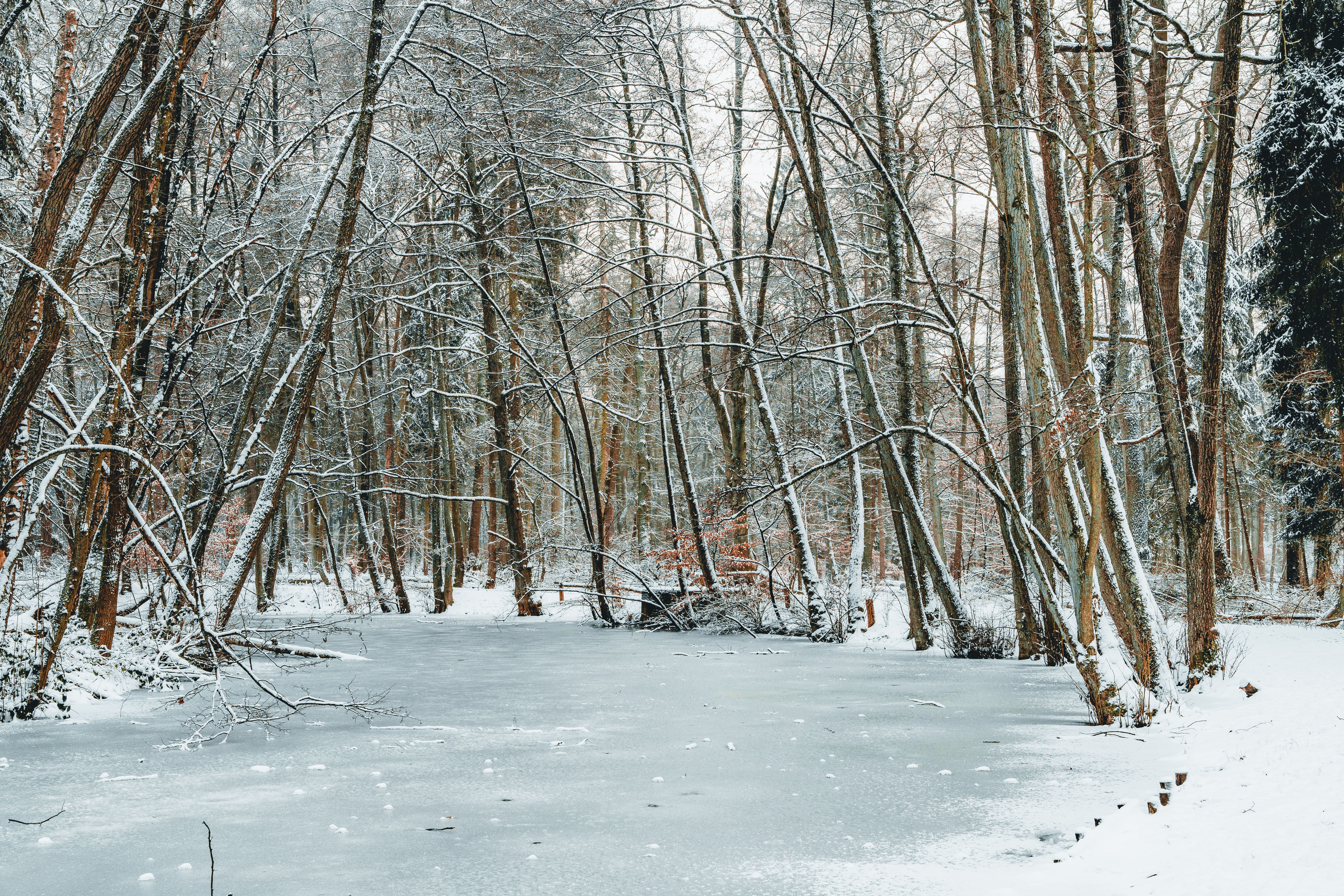Winter Trail Fatbike voor sneeuw