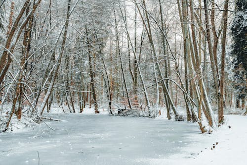 Frozen River in Forest in Winter