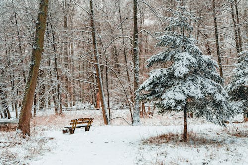 コールド, ベンチ, 冬の無料の写真素材
