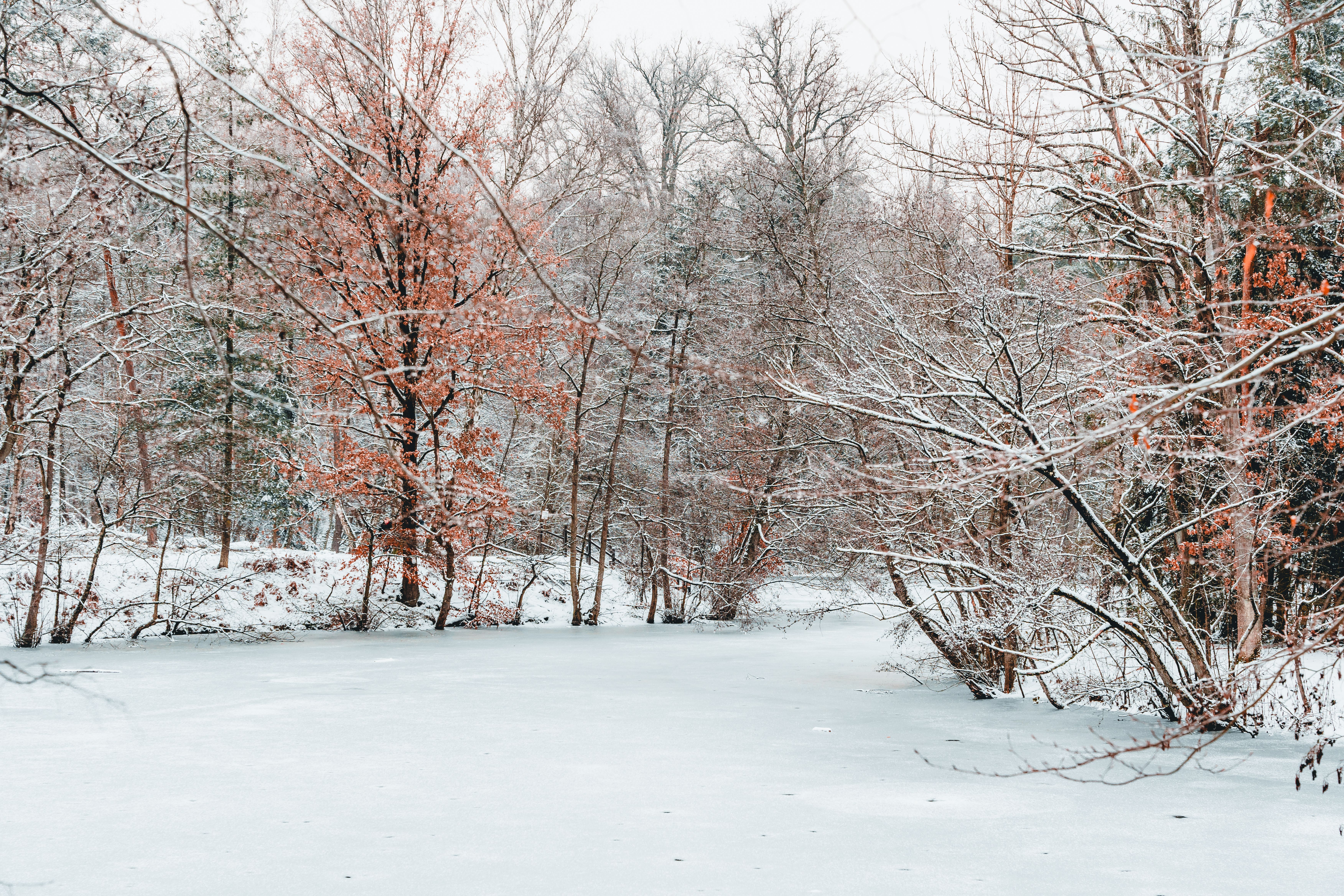 A snowy landscape with trees and a frozen pond · Free Stock Photo